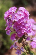 Phlox maculata cv 'Rosalind'