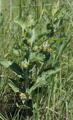 Asclepias viridflora