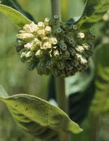 Asclepias viridflora close-up