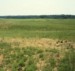Prairie in summer