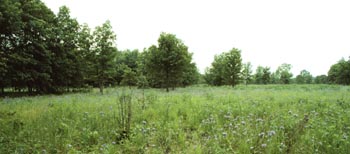 Sand Prairie Scrub Oak Nature Preserve