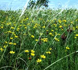 Coreopsis palmata