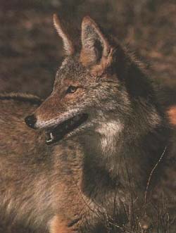 Canis latrans