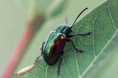 Chysochus auratus Fabricius