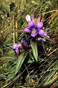 Gentiana puberulenta