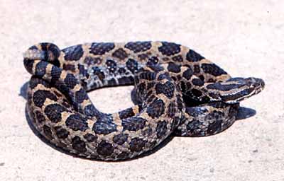 Eastern Massasauga