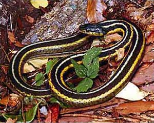 Thamnophis radix