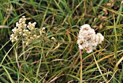 Kuhnia eupatorioides