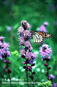 Liatris aspera