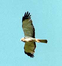 Northern Harrier