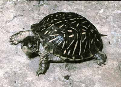 Ornate Box Turtle