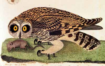 Short-eared Owl Print