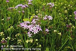 Phlox pilosa