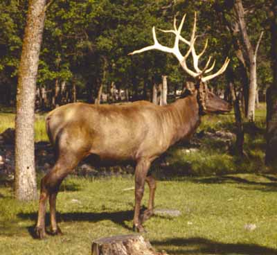 Cervus elaphus