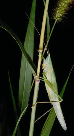 Neoconocephalus ensiger