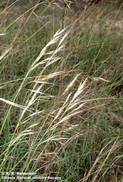 Stipa spartea