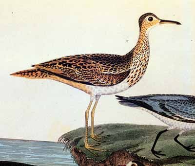 Upland Sandpiper