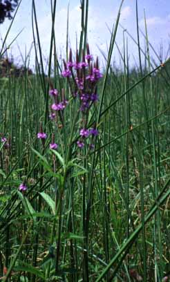 Verbena hastata