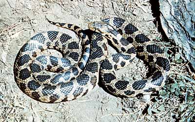 Western Fox Snake