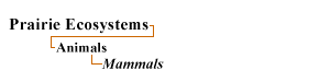 Mammals