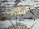 Dunlin