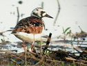 Ruddy Turnstone