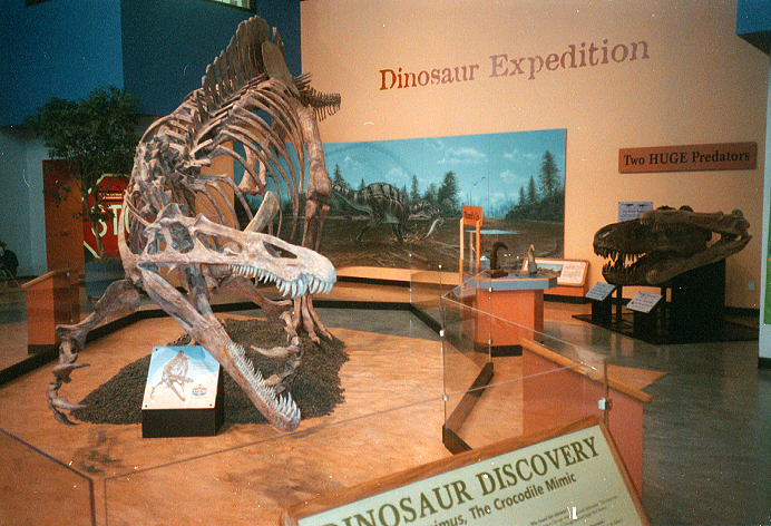 SUCHOMIMUS REPLICA