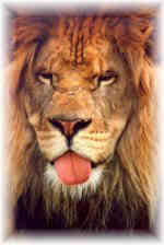 boomerthelion