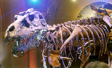 suetrex