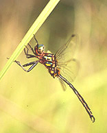 Hine's Emerald Dragonfly