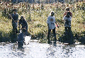 - Studying Wetlands (May) -