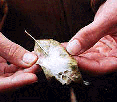 - Insect Shelter (Ward) -