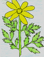 - Sunflower (Egyptian) -