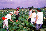 - Examining American Lotus -