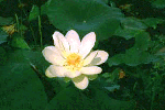 - American Lotus -