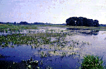 - The Marsh - 