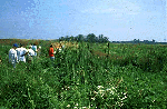 - Teachers in the marsh - 