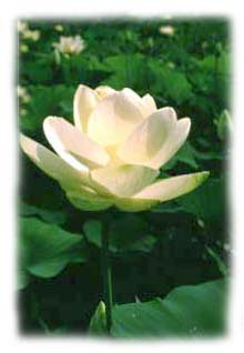 - American Lotus -