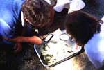 - Identifying Macroinvertebrates - 