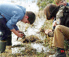 - Studying Aquatic Plants (Vienna) - 