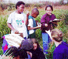 - Identifying Wetland Plants (Washington) -