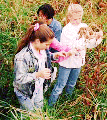 - Identifying Wetland Plants (Peacock) -
