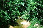 - Tributary Creek - 