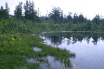 - Center of Bog -
