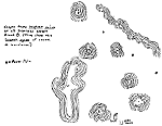 - Contour Map (Rock Falls) -